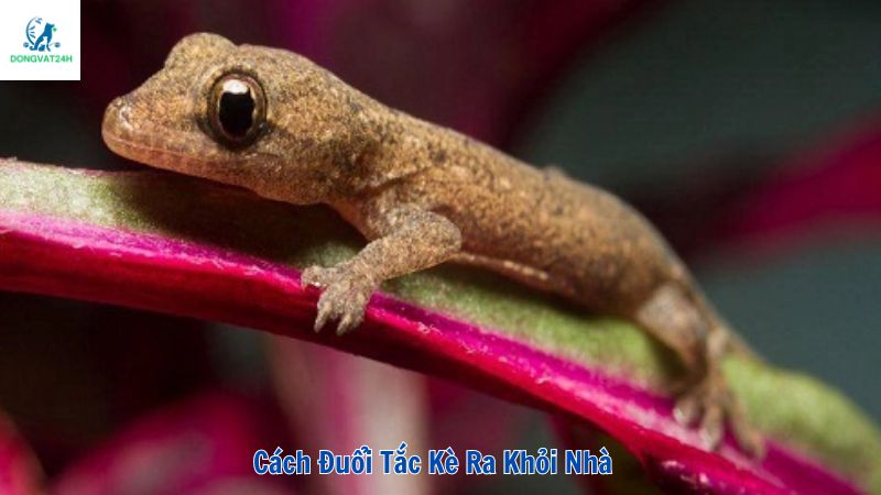 Cách đuổi tắc kè ra khỏi nhà đơn giản và hiệu quả nhất