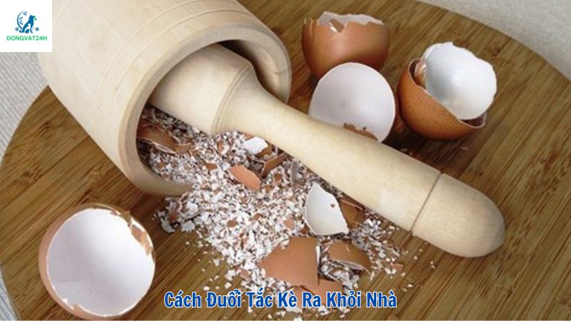 Cách đuổi tắc kè ra khỏi nhà đơn giản và hiệu quả nhất