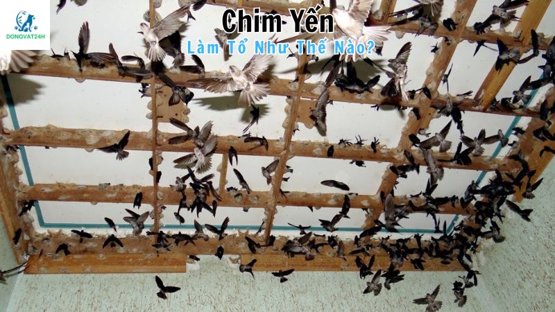 Chim yến làm tổ như thế nào?