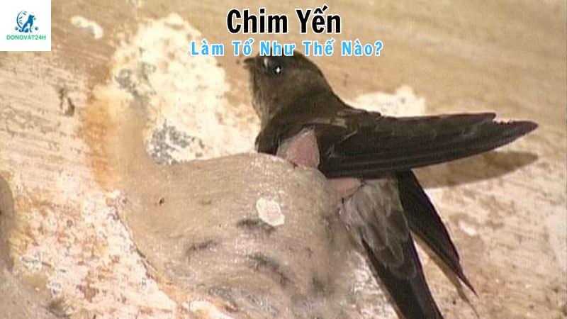 Tìm hiểu về chim yến và tổ yến được tạo nên từ đâu?