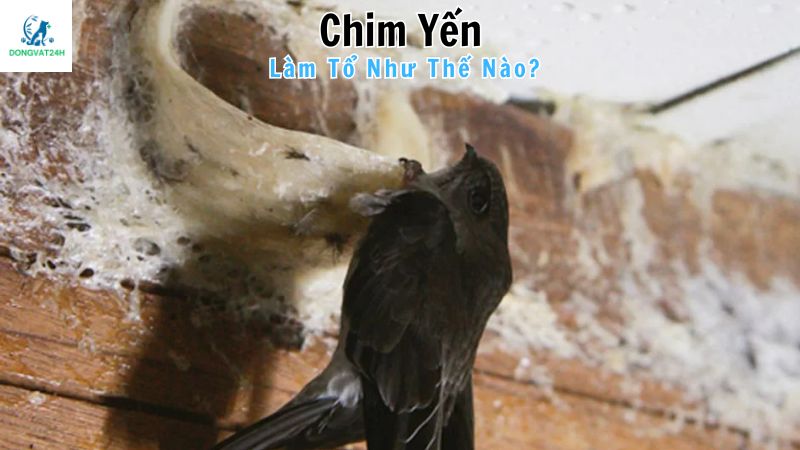 Vị trí chọn xây tổ chim yến