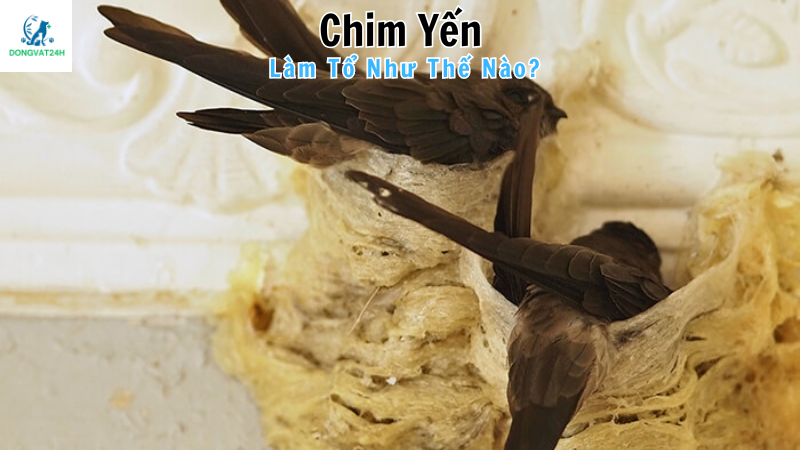 Chim yến làm tổ thời gian nào?