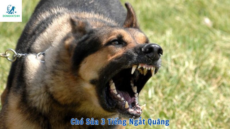 chó sủa 3 tiếng ngắt quãng