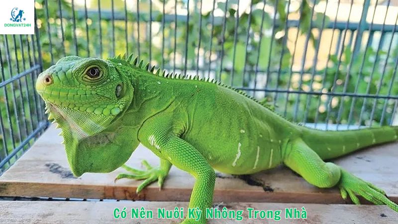 Có nên nuôi kỳ nhông trong nhà không?