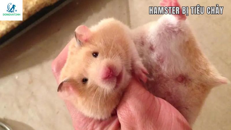 hamster bị tiêu chảy