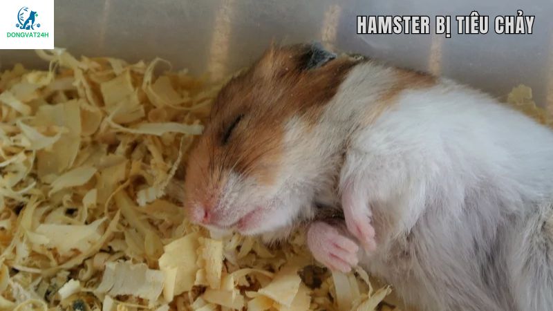 Chuột hamster bị tiêu chảy cho ăn gì?