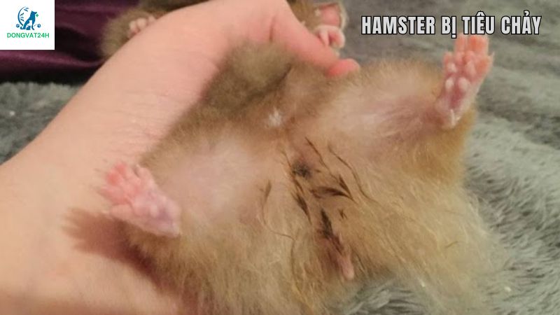 Khi hamster bị tiêu chảy, ướt đuôi nên lưu ý điều gì?