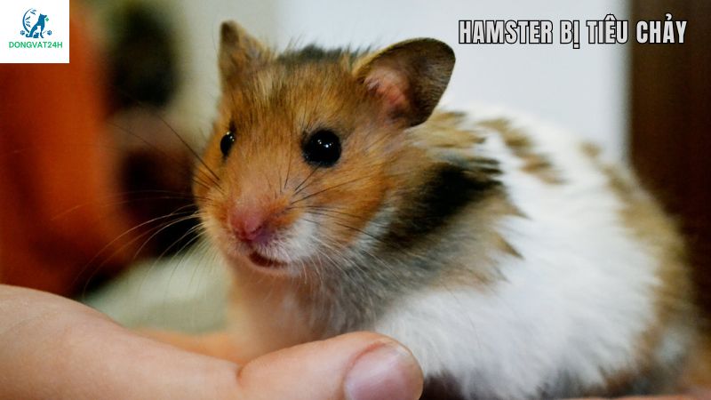 Nguyên nhân khiến chuột hamster bị tiêu chảy