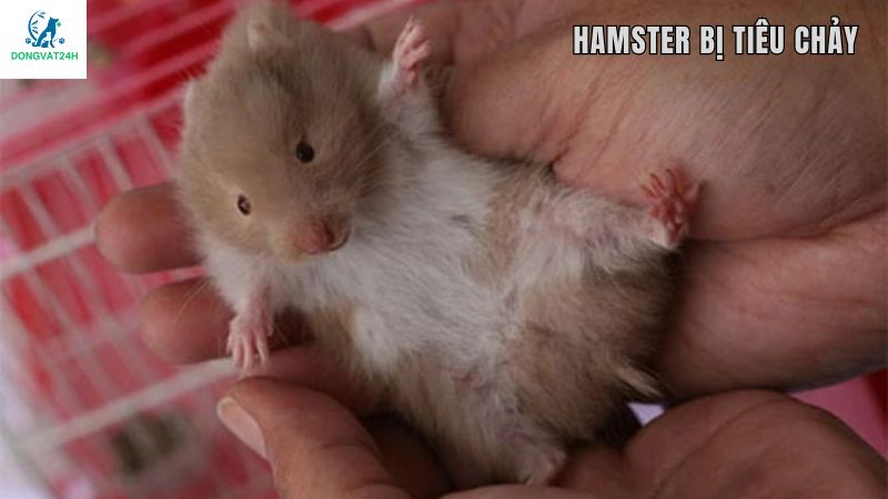 Nguyên nhân khiến chuột hamster bị tiêu chảy