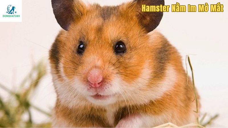 Hamster nằm im mở mắt có gây nguy hiểm gì không?