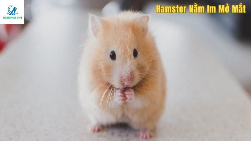 Cần làm gì khi hamster nằm im mở mắt