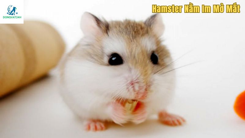 Lưu ý khi có hiện tượng hamster nằm im mở mắt