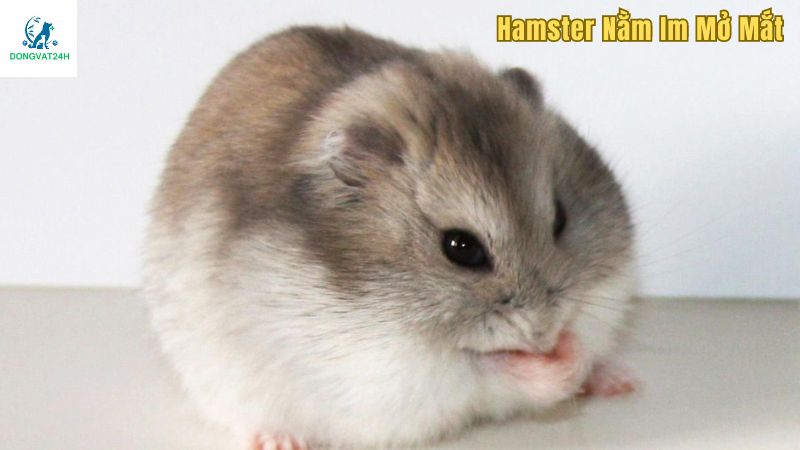 hamster nằm im mở mắt