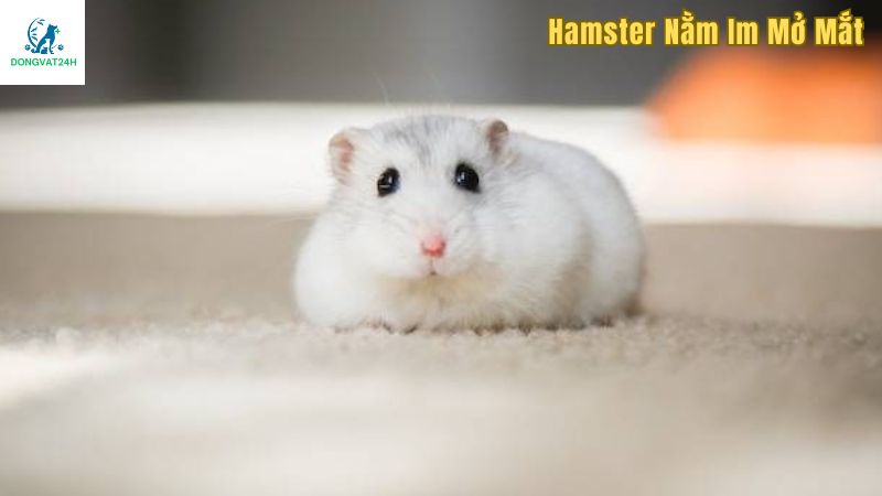 Cách giúp chuột hamster thích nghi với môi trường mới