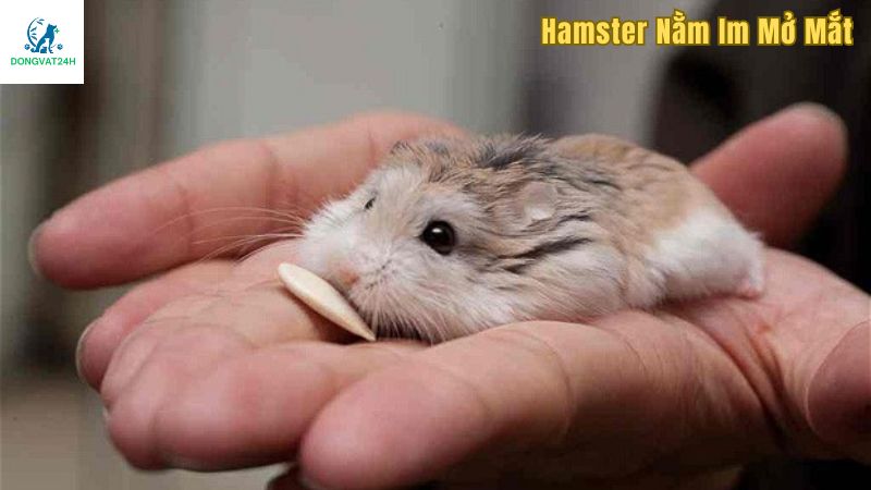 Nguyên nhân hamster nằm im mở mắt