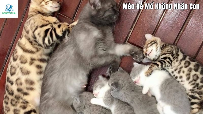 Lý do mèo đẻ mổ không nhận con là gì?