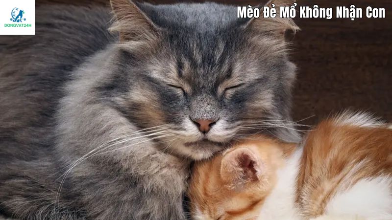 mèo đẻ mổ không nhận con