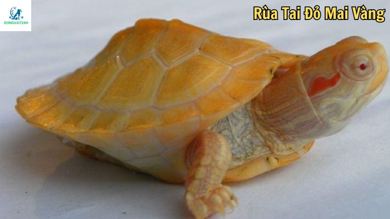 Giá bán rùa tai đỏ bao nhiêu?