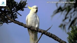 vẹt cockatoo giá bao nhiêu