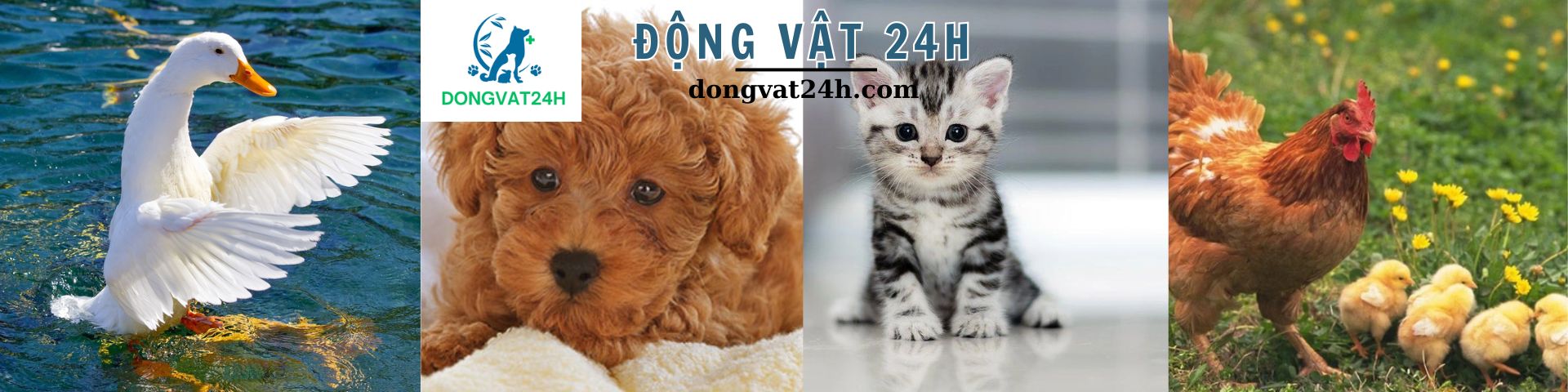 ĐỘNG VẬT 24H